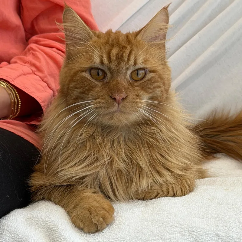 Charlie And Snowstorm thumbnail 2