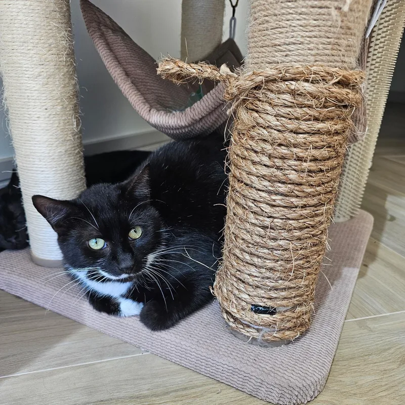 Charlie And Snowstorm thumbnail 4