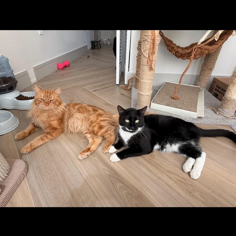 Charlie And Snowstorm