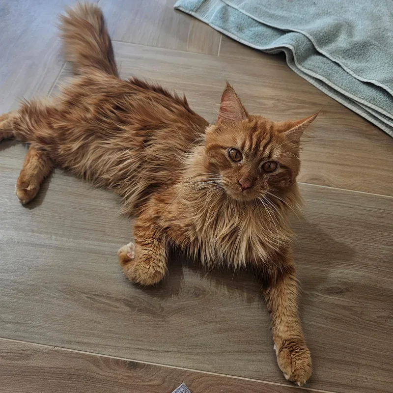 Charlie And Snowstorm thumbnail 5