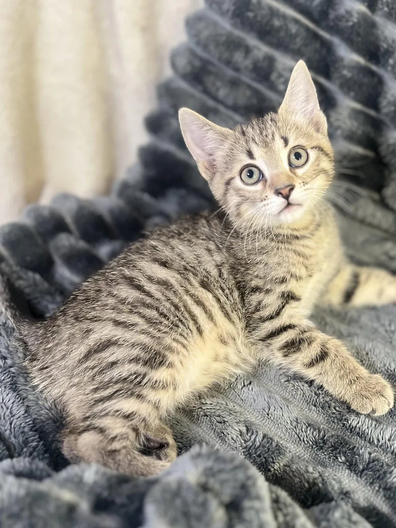 A baby small-sized male Domestic Short Hair cat named Marlowe for adoption in Cookeville, TN