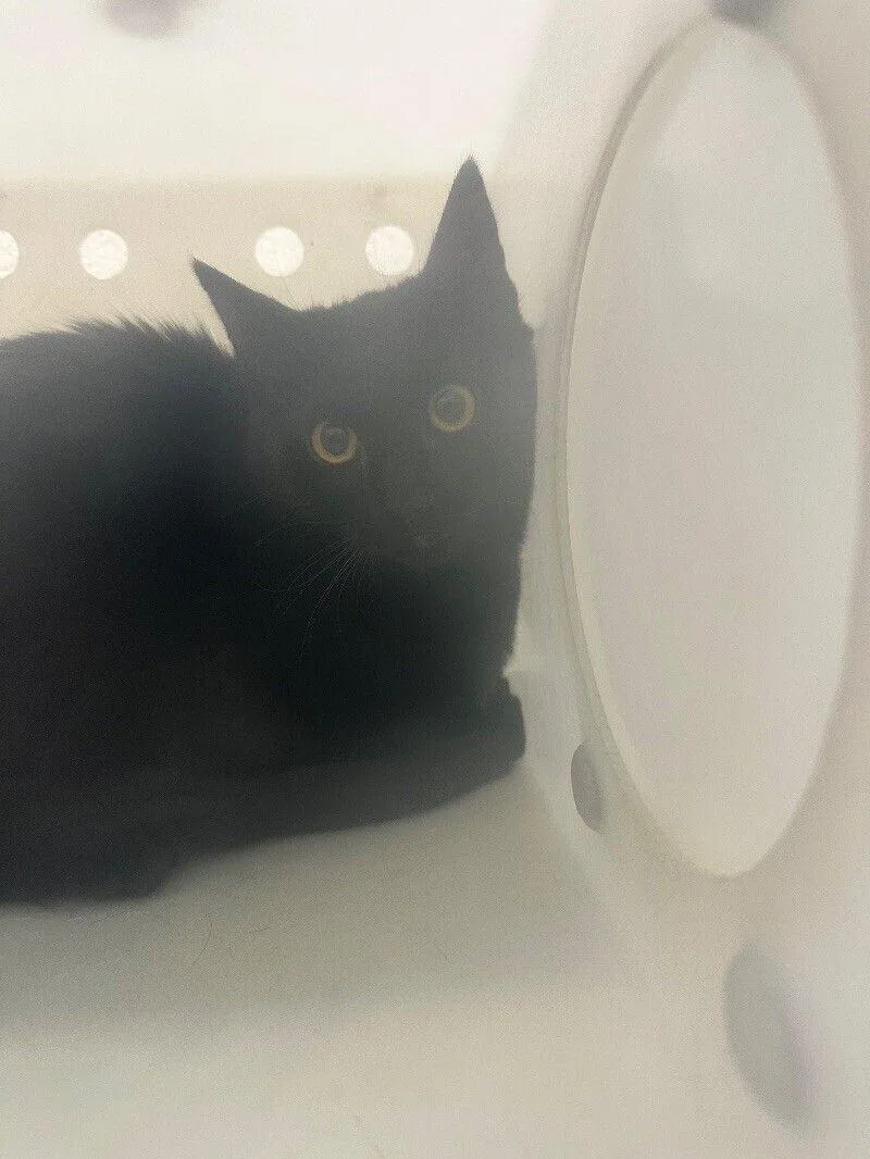 An adult medium-sized female Black Domestic Short Hair cat named Toad for adoption in Fruit Heights, UT