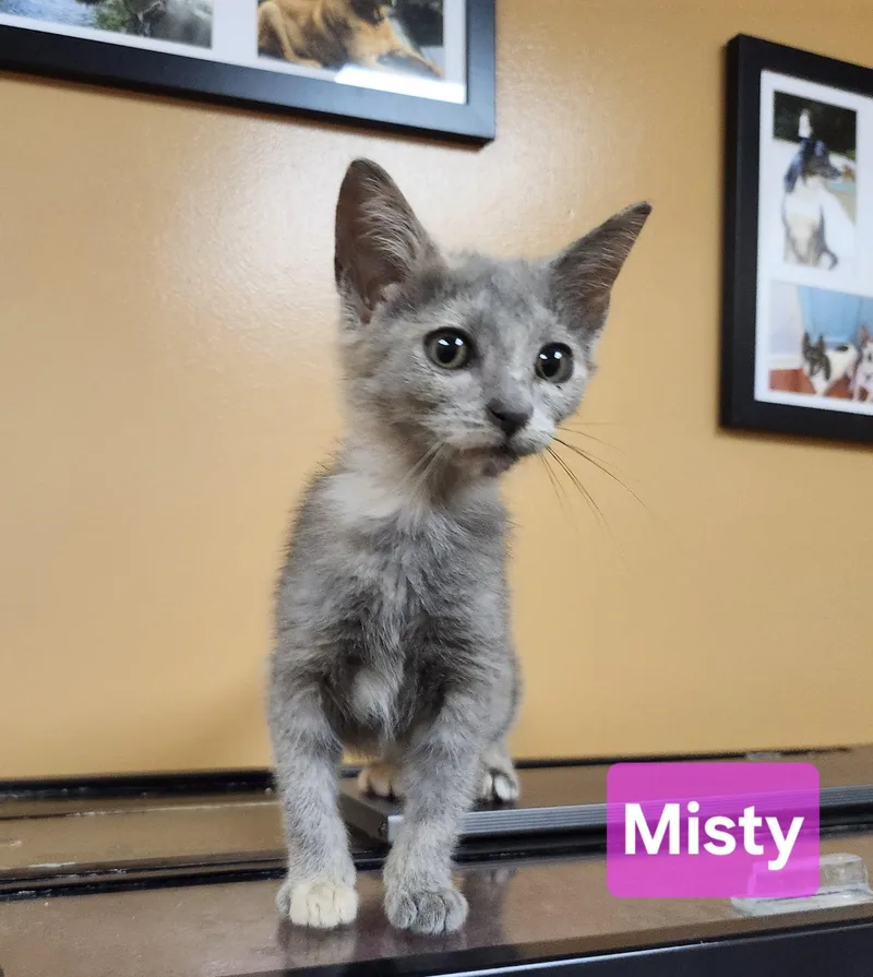 A baby medium-sized female Dilute Tortoiseshell Domestic Short Hair cat named Misty for adoption in Knoxville, TN