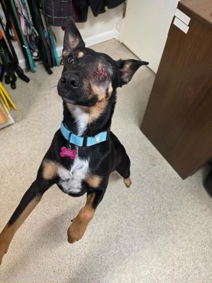 An adult medium-sized female Black Mixed Breed dog named Selena for adoption in Harbor Springs, MI