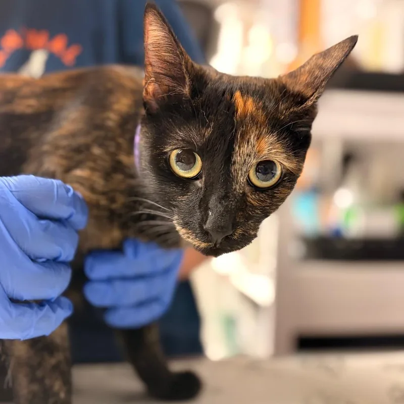 An adult medium-sized female Tortoiseshell Domestic Short Hair cat named Tippy for adoption in Birdsboro, PA