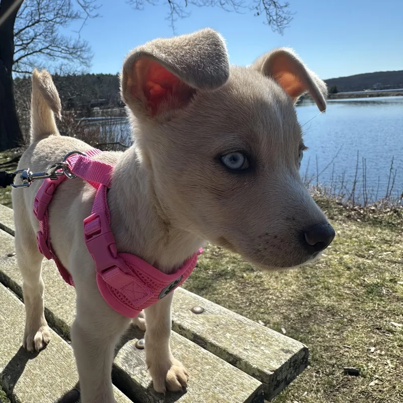 A baby small-sized female Chihuahua dog named Glimmer for adoption in PLAINFIELD, CT