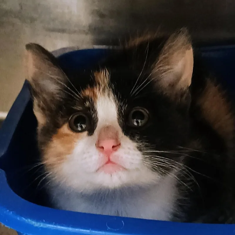 A baby small-sized female Calico Domestic Short Hair cat named Tink for adoption in Palestine, TX