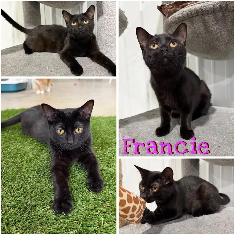 A baby small-sized female Domestic Short Hair cat named Francie Silo for adoption in Pierceton, IN