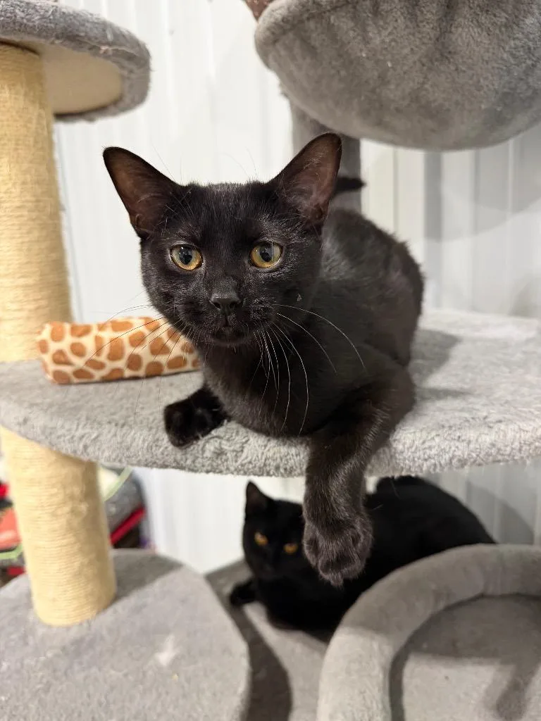 Francie Silo thumbnail 2