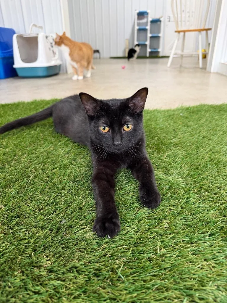 Francie Silo thumbnail 3