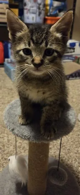 A baby small-sized male Domestic Short Hair cat named Henry for adoption in Omaha, NE