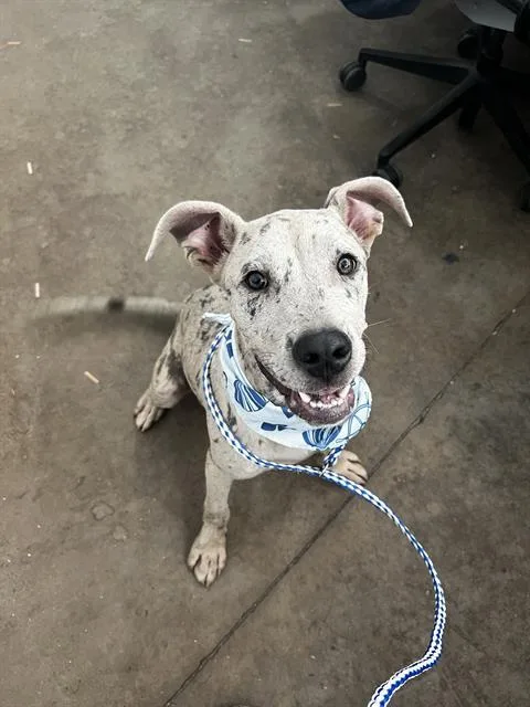 A young large-sized female Mixed Breed dog named Piper for adoption in Dallas, TX