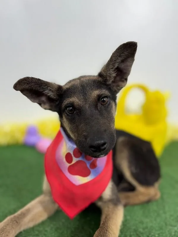 A baby medium-sized female Black Belgian Shepherd / Malinois dog named Tootsie for adoption in Carlsbad, CA