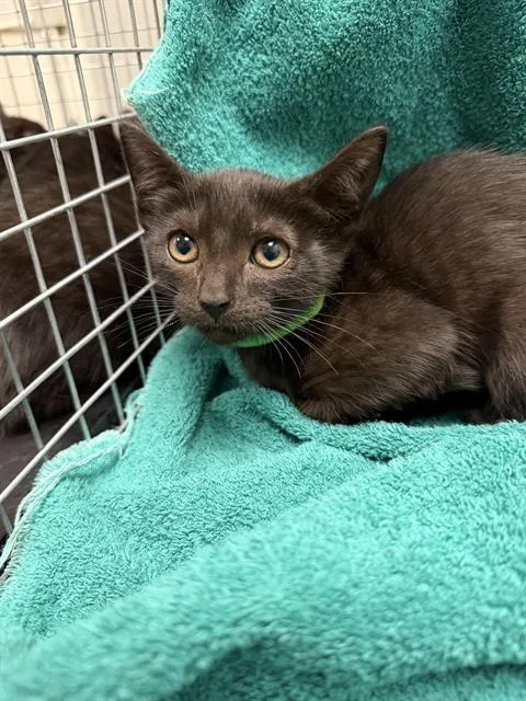 A baby small-sized female Domestic Short Hair cat named Cinnamon for adoption in Ontario, CA