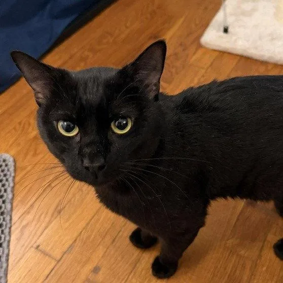 An adult medium-sized male Black Domestic Short Hair cat named Fitz for adoption in Brooklyn, NY