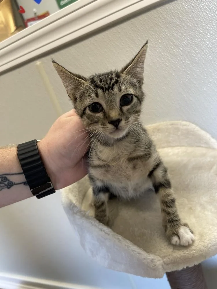 A baby medium-sized female Domestic Short Hair cat named Singe for adoption in Bolivar, MO