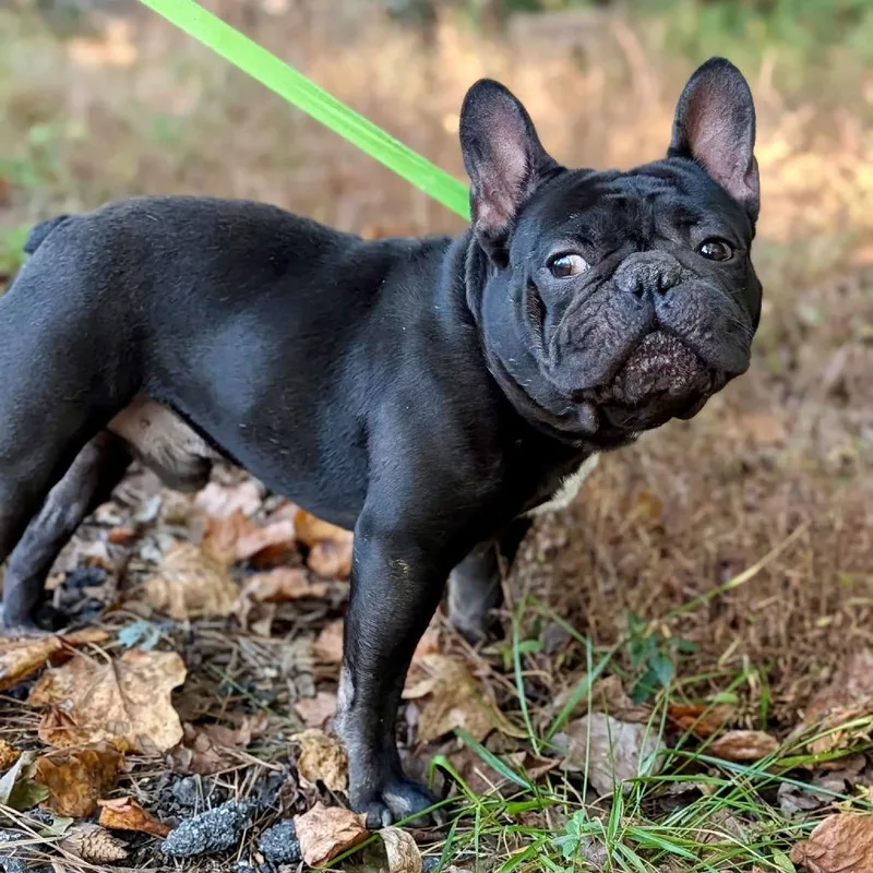An adult small-sized male Black French Bulldog dog named Gaston for adoption in Tyrone, GA