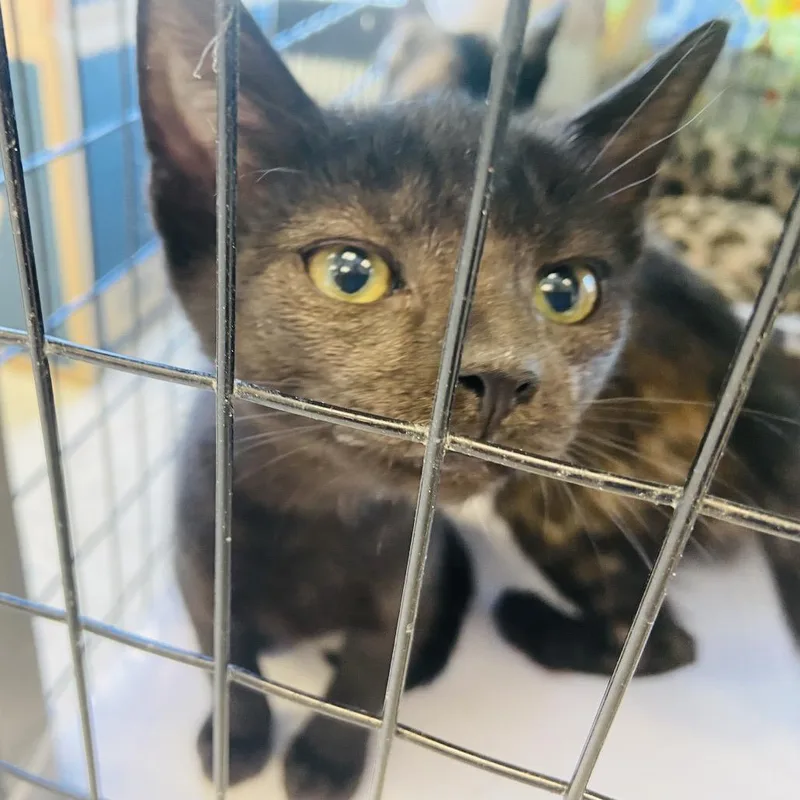 A baby small-sized male Black Domestic Short Hair cat named Leviathan for adoption in Newark, DE