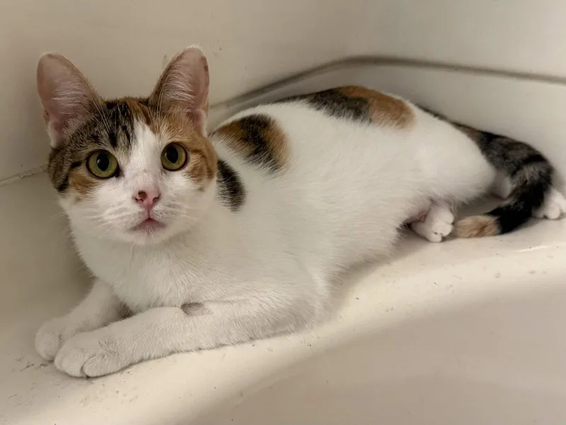 A young medium-sized female Calico cat named Valentine for adoption in Fenton, MO