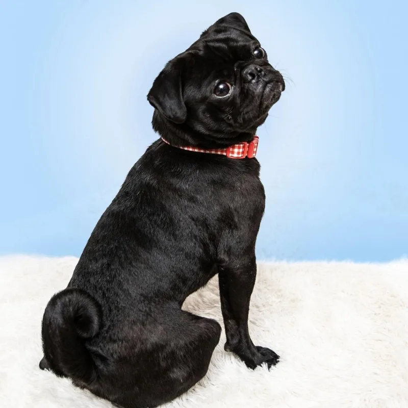 A young small-sized male Pug dog named Cosmo for adoption in Santa Monica, CA
