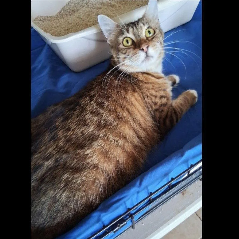 A young medium-sized female Domestic Medium Hair cat named Queenie for adoption in St. Cloud, FL