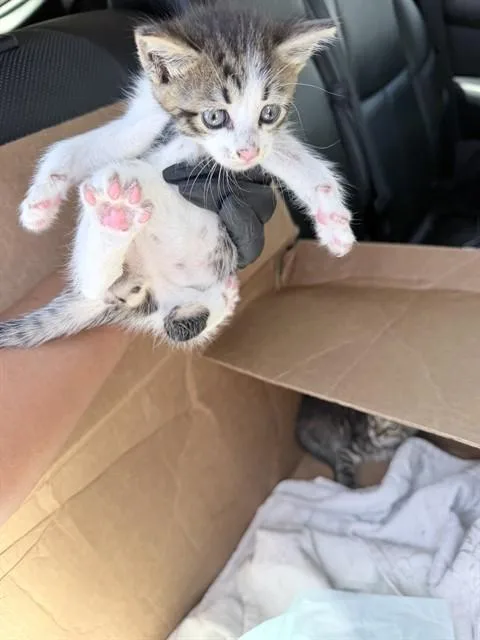 A baby large-sized male Domestic Short Hair cat named Powder for adoption in Fort Lauderdale, FL