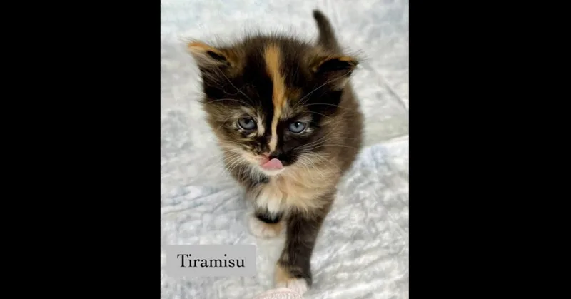A baby small-sized female Domestic Short Hair cat named Tiramisu for adoption in Chalfont, PA
