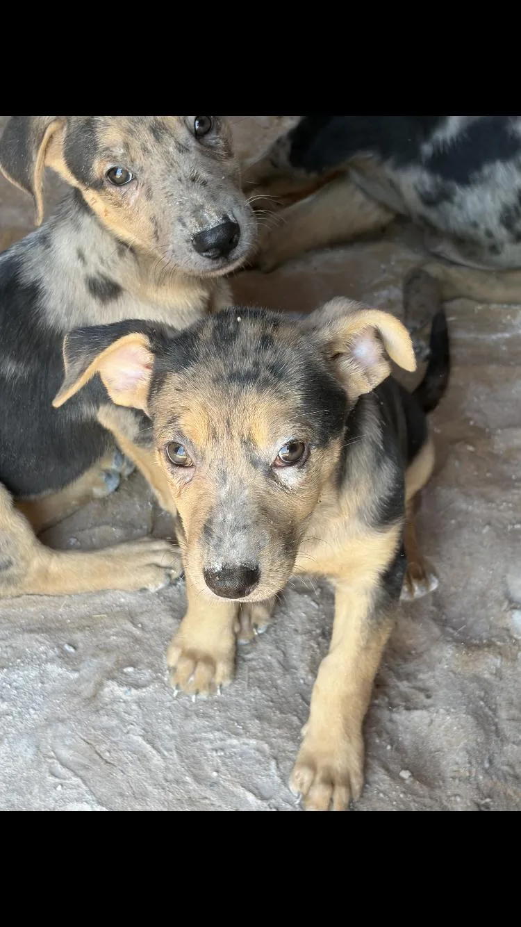 A baby medium-sized female Merle (Blue) Catahoula Leopard Dog dog named Daphne for adoption in Paradise, TX