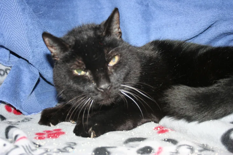 A senior medium-sized male Black Domestic Short Hair cat named Mr. Gidion for adoption in Howell, MI
