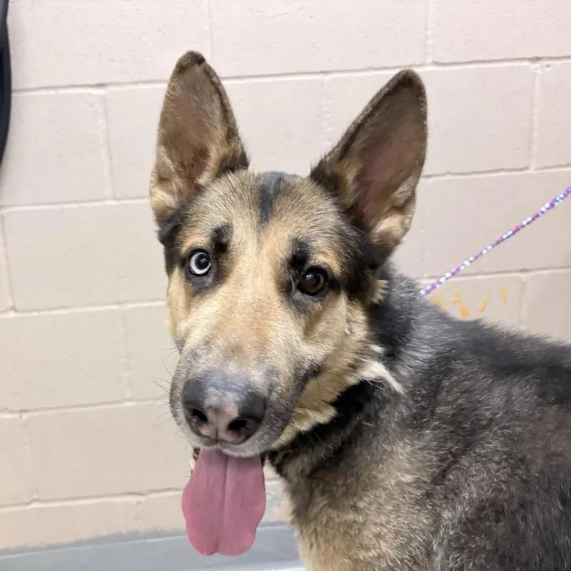 An adult large-sized male German Shepherd Dog dog named Morris for adoption in Tacoma, WA