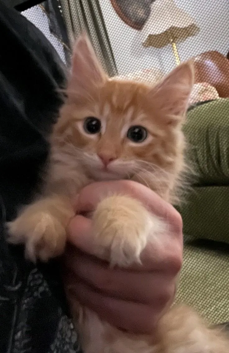 A baby medium-sized female Domestic Medium Hair cat named Purrcilla for adoption in Reno, NV