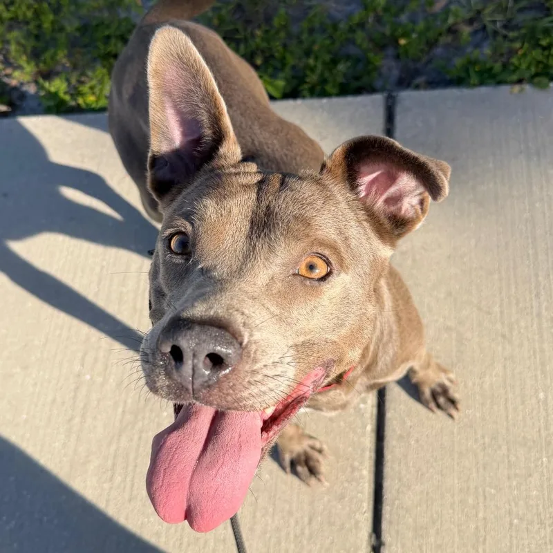 An adult medium-sized female Gray / Blue / Silver Mixed Breed dog named Zarah for adoption in Tampa, FL