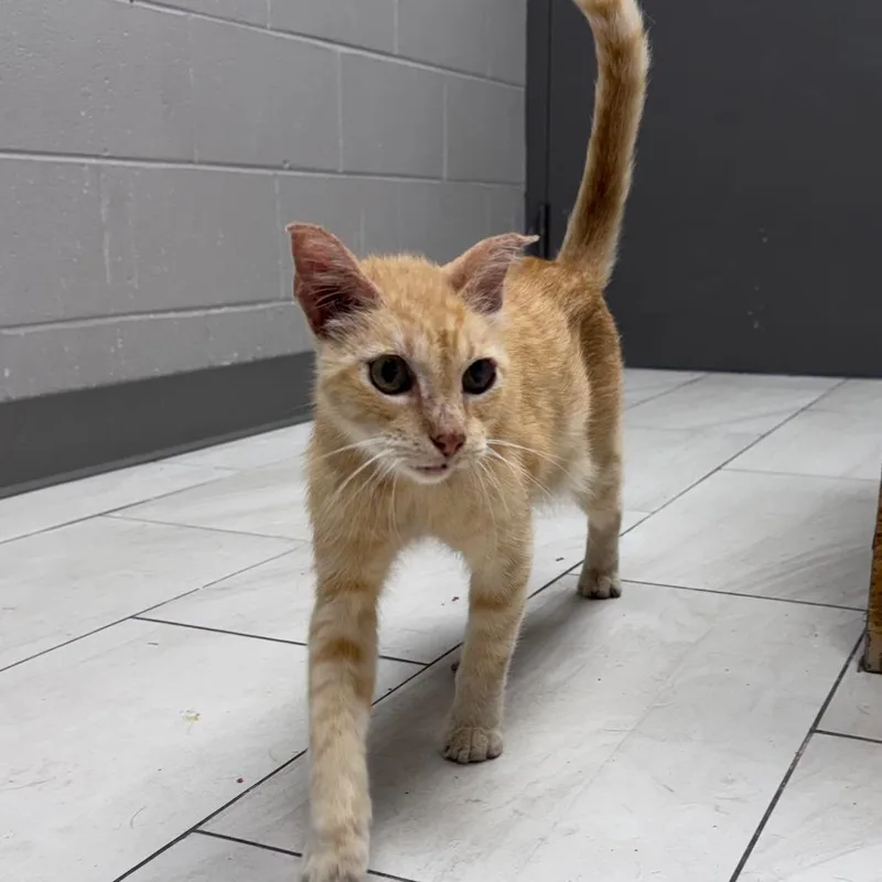 A senior medium-sized male Orange / Red Domestic Short Hair cat named Squeak for adoption in Austin, TX