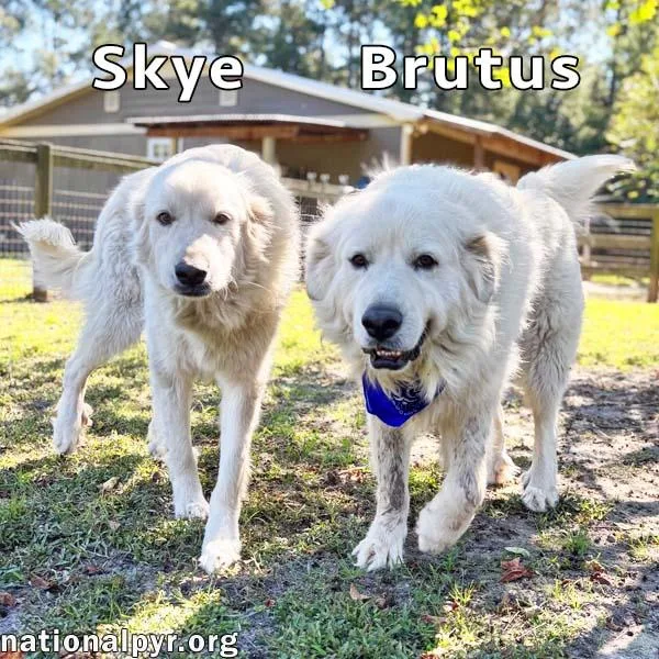 An adult extra large-sized male White / Cream Great Pyrenees dog named Brutus & Skye in for adoption in Beacon, NY