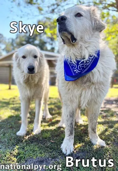 Brutus & Skye in thumbnail 2