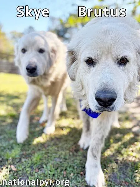 Brutus & Skye in thumbnail 3