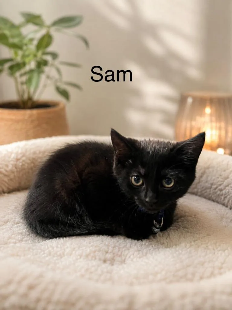 A baby medium-sized male Domestic Short Hair cat named Sam for adoption in Johnson City, TN