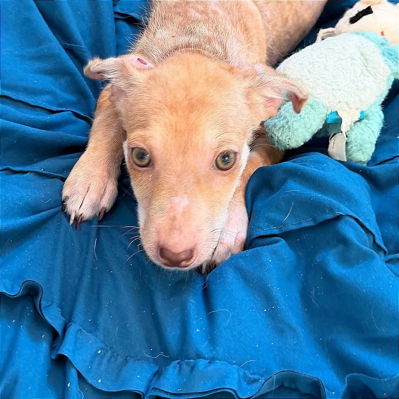 A baby small-sized female Yellow / Tan / Blond / Fawn Cattle Dog dog named Roo for adoption in Bend, OR