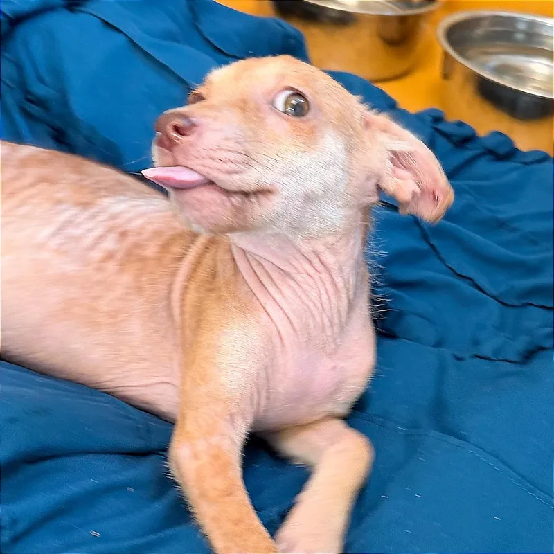 Roo thumbnail 2