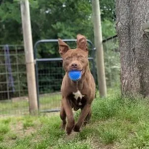 An adult medium-sized male Red / Chestnut / Orange Pit Bull Terrier dog named Jameson for adoption in Dover, AR
