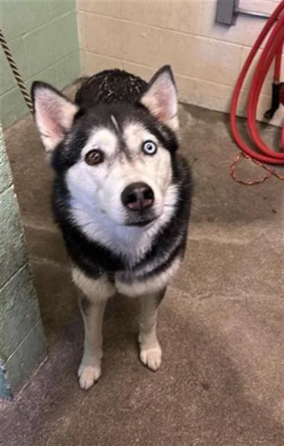 A young large-sized female Husky dog named Suzuki for adoption in Sacramento, CA