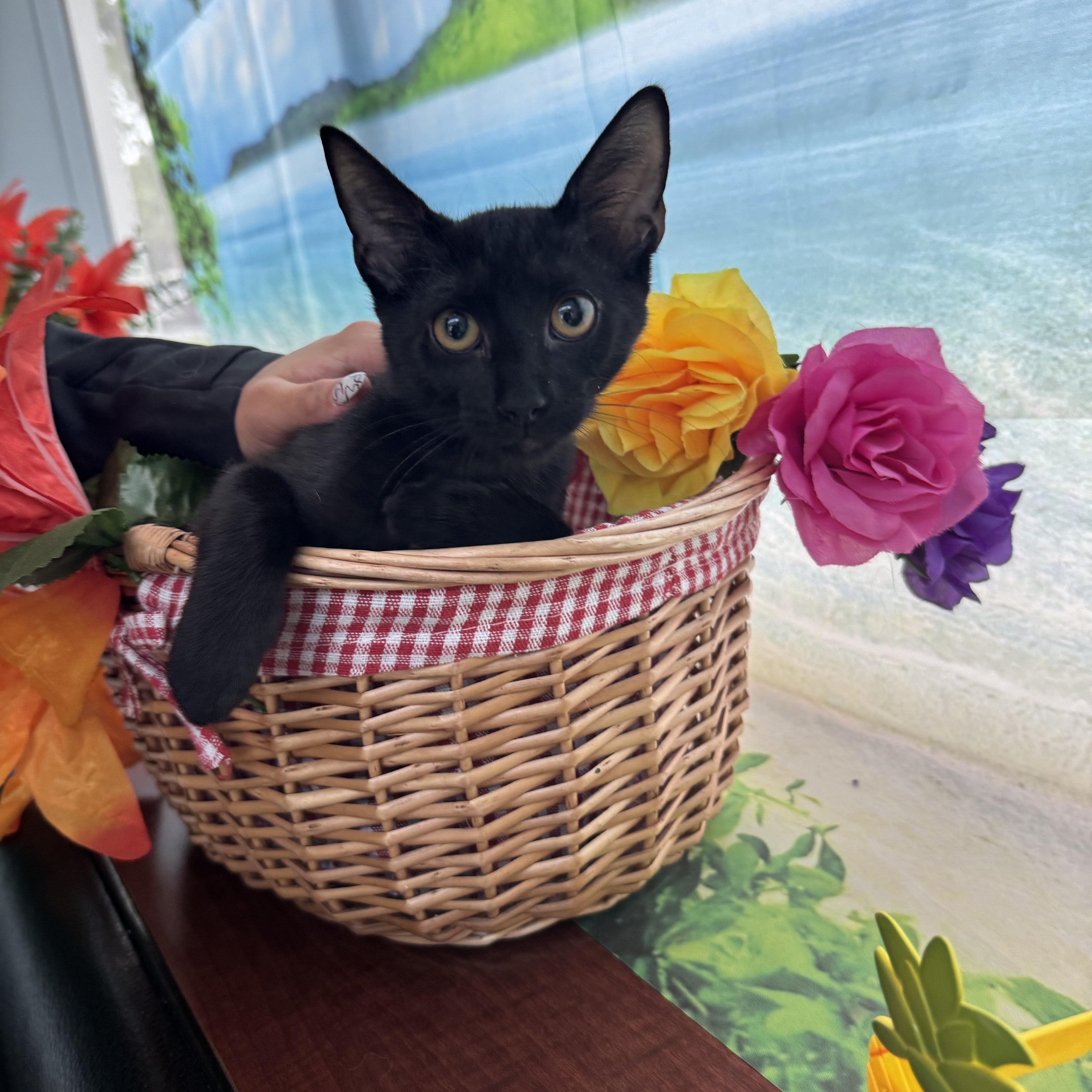 A baby small-sized female Domestic Short Hair cat named Scotch for adoption in Delray Beach, FL