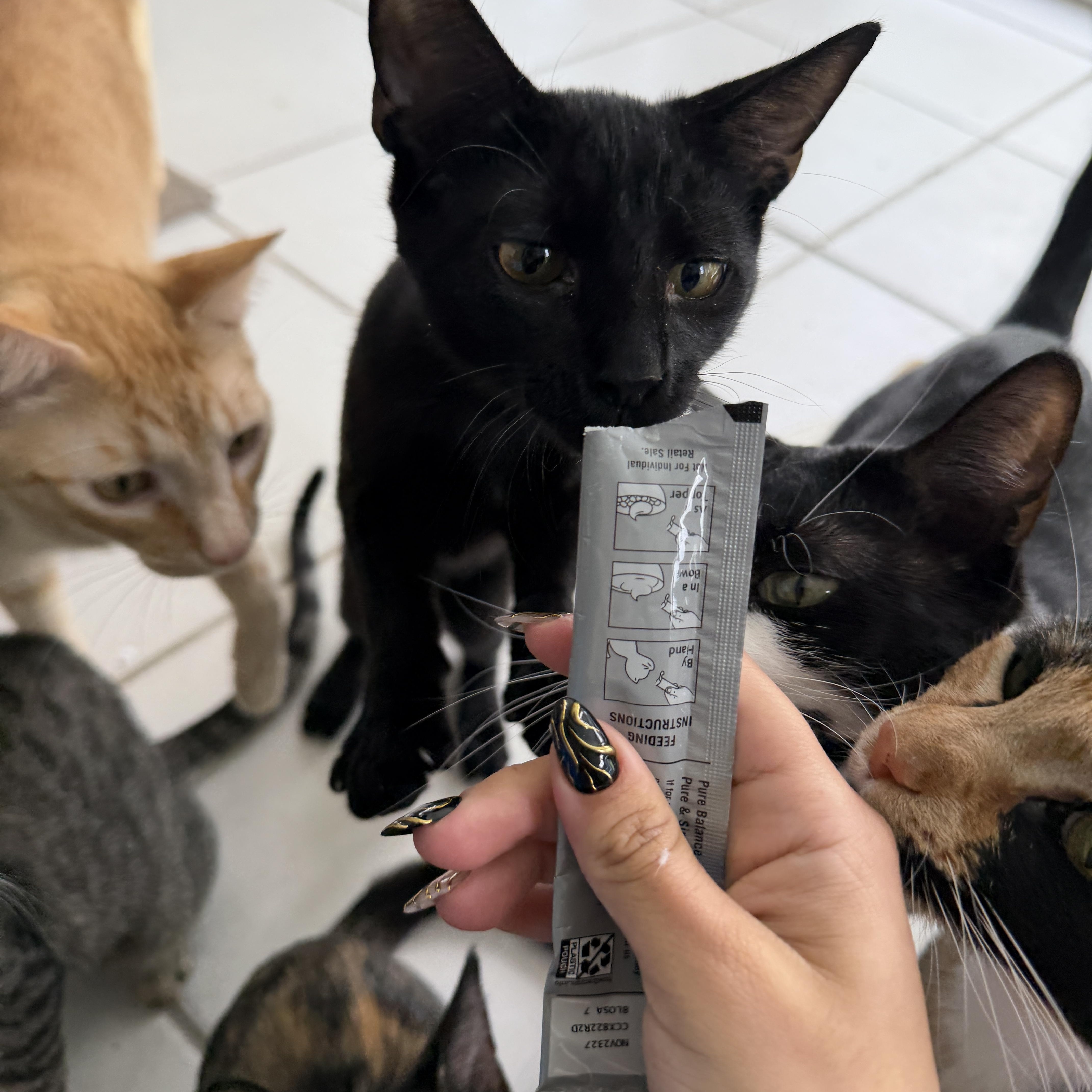 Scotch thumbnail 2