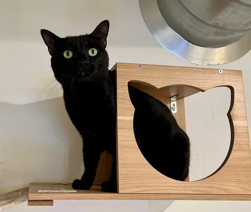 An adult medium-sized male Domestic Short Hair cat named Aslan for adoption in Branford, CT