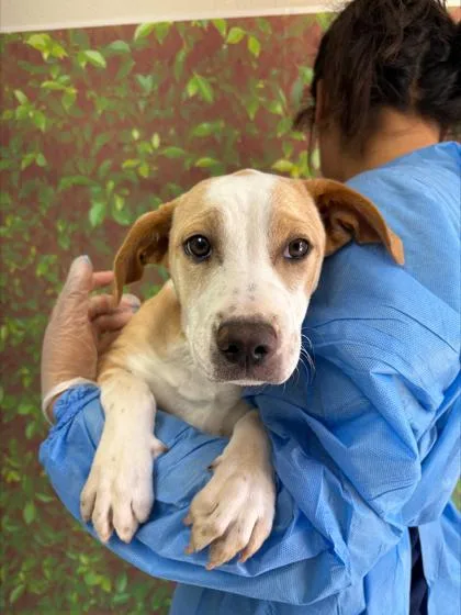 A young small-sized female Labrador Retriever dog named Posey for adoption in San Antonio, TX