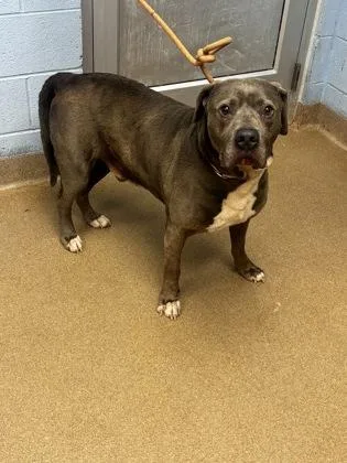 An adult large-sized male Mixed Breed dog named Boomer for adoption in Chamblee, GA