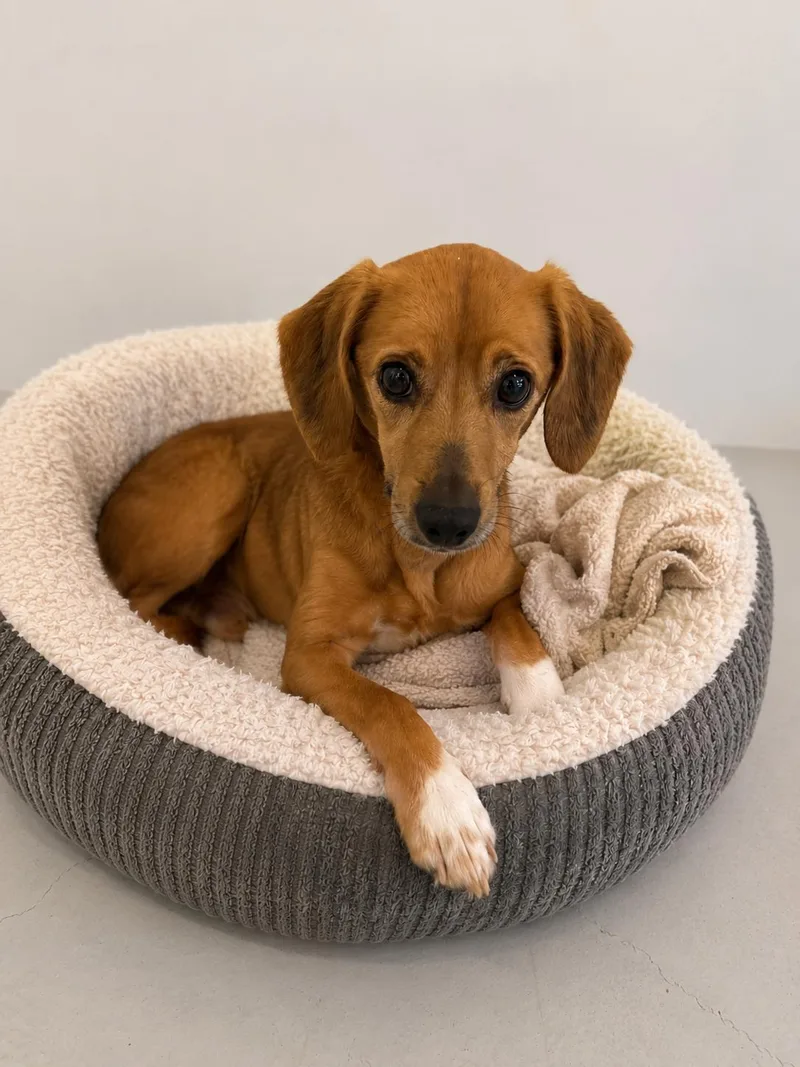 An adult small-sized female Yellow / Tan / Blond / Fawn Beagle dog named Daisy for adoption in Wooster, OH