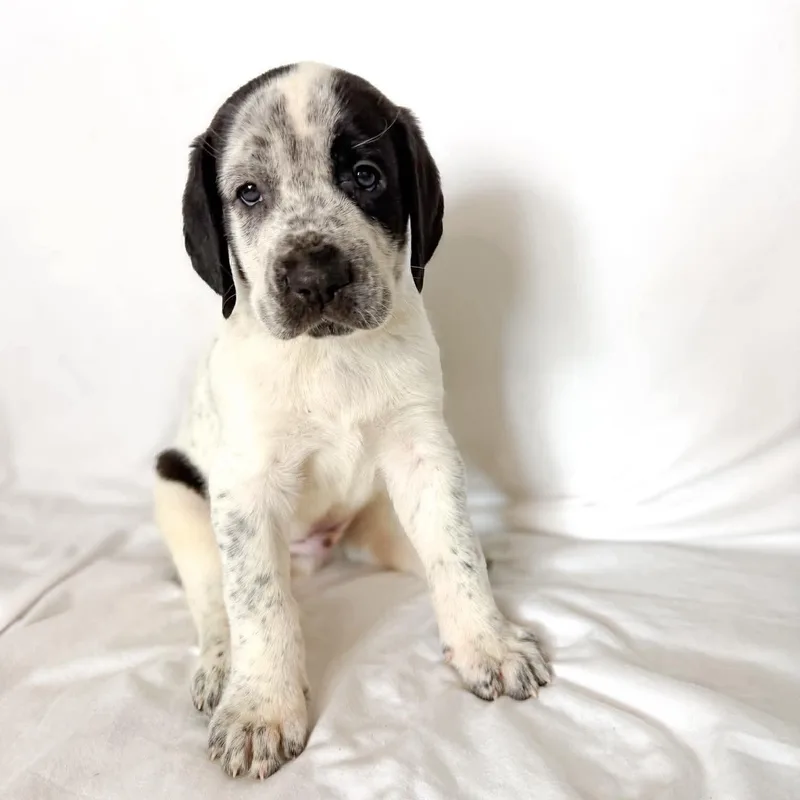 A baby extra large-sized male Black Mastiff dog named Zumwinkle for adoption in Bullard, TX