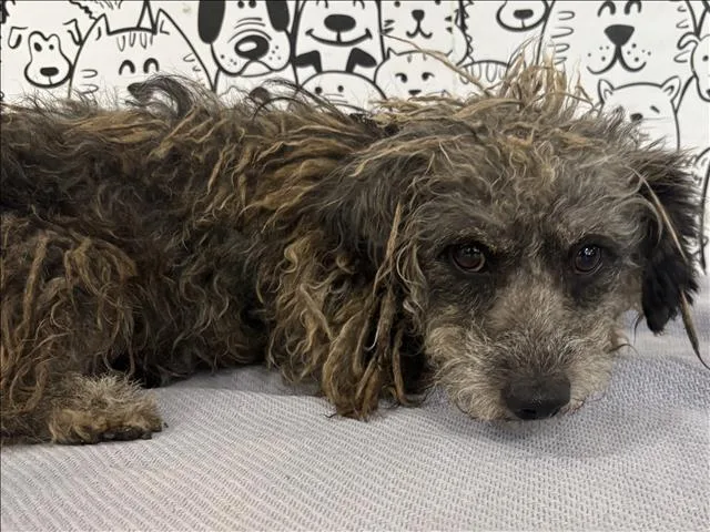 An adult small-sized male Mixed Breed dog named Cinco for adoption in San Pedro, CA
