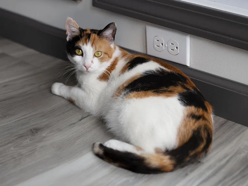 An adult medium-sized female Orange & White Domestic Short Hair cat named Coral for adoption in Rochester, NY